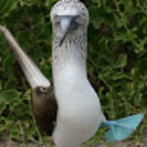 Meet your Posher, Dianne